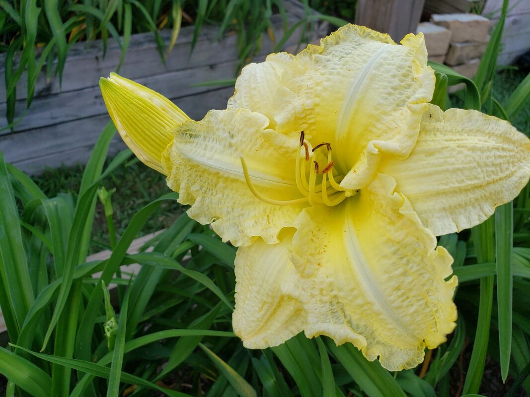 Photo of the bloom of Daylily Hemerocallis Brocaded Gown posted by vic   Gardenorg