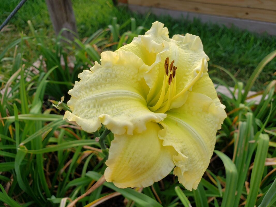 BROCADE GOWN  Day lilies Daylilies Plants